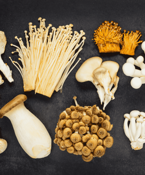 medicinal-mushrooms-plant-medicine-quiz.png